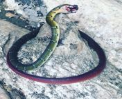 What snake is this ? I saw this snake outdoors someone had already killed it. It looked like a baby snake. Im in Philippines by the way. from snake hirl