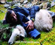 NSFW Bear Grylls sleeping with a sheep from bear grylls penis