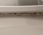 Brown and black spots under the toilet rim. Tried hand scrubbing it using the abrasive side of sponge with bleach, vinegar, and toilet bowl cleaner so idk if it&#39;s mold. Thought it was mineral deposits, but the spots are concerning me. from pee fart enema squirting inside toilet bowl