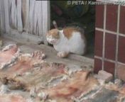 [cruel china] cat and their skins from china xxxxx and garl sexi vibeo hdal sex alls