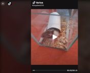 BRO WHAT THE FUCK... THE HAMSTER NEEDS A BIGGER CAGE THAN THIS ... BRO THIS BOUT TO BE THE WORST HAMSTER OWNER IN THE WORLD ?? from hamster local prn