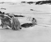 Gebirgsjger of the 141st Regiment are carrying the body of a dead Red Army soldier on a sled on the Kola Peninsula. The photo was taken in the winter of 1941-1942. from rifleman of the voroshilov regiment