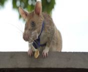 This is Magawa a rat that helped in detecting dozens of mines saving many lives in Cambodia. For his help he has received the Medal of Bravery one of the highest medals an animal can acheive. from medal