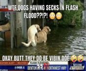 pog er dogs?????! my mom said no seck wit out nsfw warning ?? from dogs vs mom