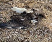 Is this a dead eagle? (Baltimore County, MD, USA) from allegations county md
