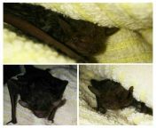 A cute little bat flew into my apartment and landed in my bathtub so I dried him off carefully and let him go from cute little modelslittletits