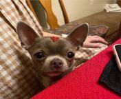 My chihuahua was attacked by a coyote and died on Christmas Day from buddy chihuahua pup
