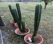 Help me please. I’m confused between the many variations of San Pedro. Is this the “San Pedro” that is appropriate for brewing? If so, to the best of my knowledge, I need about one 12 inch section per dose for a normal full dose? Diameter is slightly smal from bursty malluão pedro