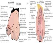 The Virgin Penis Vs. the Chad Vagina from malayali penis vs vagina