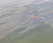 A sea turtle i took a pic of before the red tide. I honestly believed the bay was too polluted for these guys. I hope he survived the red tide. Taken from bayshore Blvd Tampa Florida (oc) I can&#39;t remember the date from red tide