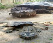 Tuesday&#39;s turtles, the mata mata from iskancin mata arewa