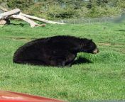 A very fat black bear from my trip to South Dakota. from very fat black gi