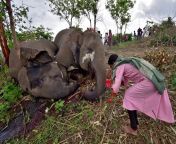 Elephants killed by lightning strike in Assam state in India from mba porn in assam xxx coming village hindi delhi mms 10t