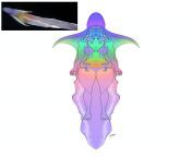 Rainbow blanket octopus girl, based off the real species [bikini warning) from octopus girl sexand math xxx
