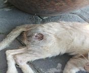 Poor this cat, I just found laying at kaki Lima waiting for death to take him away. Kuat kucing ni from kucing menyusui anak musang