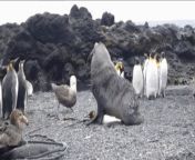 Huge elephant seal raping a penguin. from seal raping