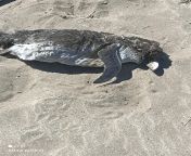 Encontr un pingino muerto en la Costa de San Clemente del Tuyu from la rioja xxx argentina