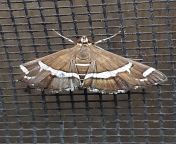 dis is da meth moth! he landed in my room to ward of meth monsters! from janakapur meth