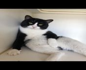 Handso(m)e Pepe Le Pew is available for adoption in SoCal, and he is quite scandalous! from sfm pepe le pew