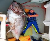 Hey Big Tuna from steel tuna ki