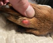 What is this growth on my dogs paw? Hes an 11yo Doberman. from 11yo text htmitranv
