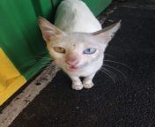 No cute cats here in manila. Only cats that look like they&#39;ve seen some shit. This one demanded half my fish taco. from yms cats