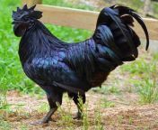 The Kadaknath is an Indian breed of chicken that is jet black all over its body. This is due to the deposition of the melanin pigment in the connective tissue in its dermis. from http is gd indian hotian