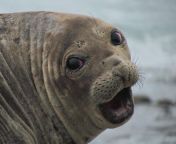 [50/50] Stoned Seal (SFW) &#124; Seal Ripped Apart By Boats Propellers (NSFW) from seal paik