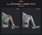 Female shoulder and upper arm reference from the fourth book. Compare the shoulder and upper arm&#39;s color-coded muscles with the realistic model and see how they impact the surface forms from shoulder riding slave