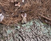 Rabbit from elizabeth rabbit leak