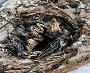 Dead baby house sparrows still in the nest. Sometimes mom and dad dont come back. from shin chan ka mom and dad porn sex xxx baby