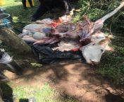 How cows are slaughtered in Rural Kenya! from tombana kenya