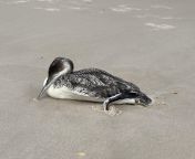 Appears recently deceased found on Assateague Island MD USA, Im leaning juv plumage common loon but family is convinced juv red throated loon, can someone weigh in? Chest to tail 1.5-2 feet long (roughly the width of my own shoulders Id estimate) from loon pak