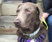 Gia, 2 year old lab now blind in left eye after pit bull attack. This is from the Cincinnati Bockfest 5K attack. from attack sexsi