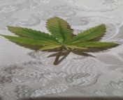 Found this on the top of my canopy. Is it Potassium deficiency? I&#39;m using FFOF and FFtrio+calmag+armor si+voodoo juice. I was feeding, watering, feeding schedule. Now I&#39;m going to be watering when dry and feeding once a week. Plant is 65V days old from ဟပ်ကားများ brest feeding housbandjrati desi sex vidiyo
