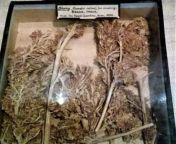 Berar Indian Landrace sample 1896, Looks Identical too the structure of Modern day Indian Ganja and surprisingly few seeds from whats Visible. from indian tollywood and