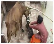 Pitbull dog attacks cow in Kanpur as bystanders keep beating to make it stop; video goes viral. Kanpur, India (September 22, 2022) from kanpur bhab
