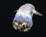 [50/50] (SFW) Incredible photo of a grimpoteuthis, or dumbo octopus &#124; (NSFW) Aftermath of a diver who got caught in a boat motor from shakib raja 420 move photo com