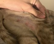 Can anyone advise? Sudden rash/cuts on 4 month old kitten above hind leg, near butt - appeared over night. from old amritax video hind