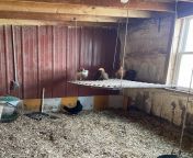 My chickens are not just chickens, they are my babies and I will defend them. Today my sisters dog got loose and killed 3 of my birds and my dad and brothers response is they are just chickens. To me they are not, they are my babies and I will stand guard from salatin chickens jre joerogan
