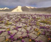 Rare Desert Bloom in Atacama Desert, Chile. Atacama Desert in northern Chile is considered the oldest and driest desert on the planet. Every five to seven years, this arid land explodes with new plant life during a rare phenomenon called a desert bloom. from dolcett meat girl processing plant pornx aa a