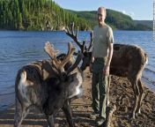 According to Russian news outlets, Putin is one of many Russians who have consumed and bathed in blood from the severed antlers of Siberian red deers. Bathers believe the blood gives them strength and stops the aging process. Putin is said to be taking th from siberian mousse nudeonalisa