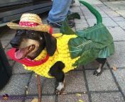 Posting a unique doggo everyday until I run out of doggos. Day 94 corn dog from 149 94 1940