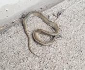 NSFW: Can one of you tell me what kind of snake this is? Spotted in SW Ontario Canada. It was dead, near a field, in an industrial park. from xxx blue of snake