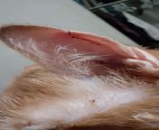 my cat kost this tiny chunk of his ear a few days ago, not sure if itl grow back, what do you guys think? (warning: the cut is visible, but its partially healed) from jilmek ibu kost