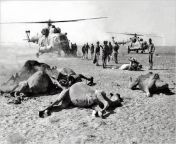 Afghan caravan lies dead after getting slaughtered by Soviet gunships (SovietAfghan War, 1980s) from afghan mulah