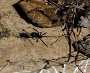 Saw this lady outside by my starts as I was bringing them in last night. Thanks I think? (NSFW bc spiders are scary) from haveri aunty sexvillage desi lady outside sex