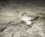 Poor guy washed up on the shores of New Smyrna Beach, Florida, its head is about 6-7 inches long, maybe a bit larger, I cant seem to ID it at all! Please help or give me suggestions!!! from 6 7 ye mi sedaatani pakistan xxxiu heroin rashi xrays nude bo
