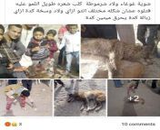 For the many people on this thread that think there isnt an animal abuse problem in Egypt. This happens on a daily basis in Egypt to 100s of dogs, cats and other animals. from egypt bbw
