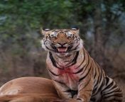 Big male Tiger, Raaka with a cattle kill. from raaka xnxxhelem
